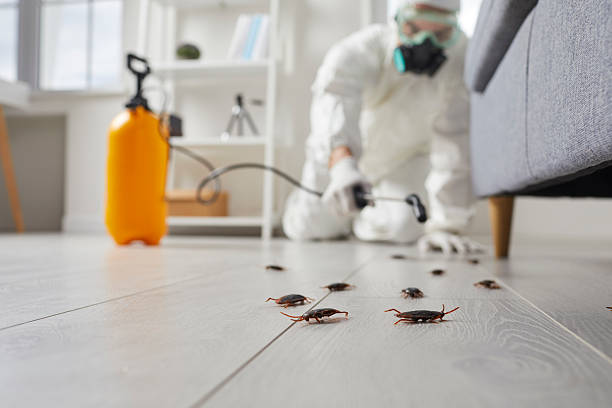 Trusted Cockroach Control service in Saginaw, MI - Nex Pest Control