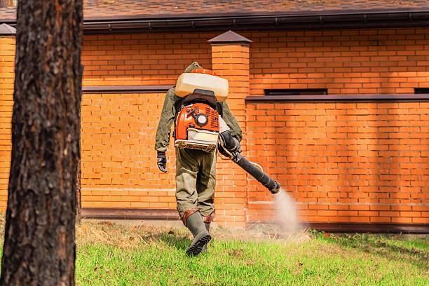 Trusted Ant Control service in Saginaw, MI - Nex Pest Control